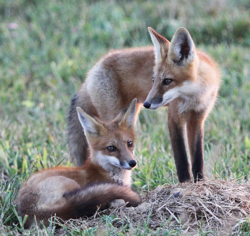 A Red Fox Visit Often Points To Easy Food Nearby