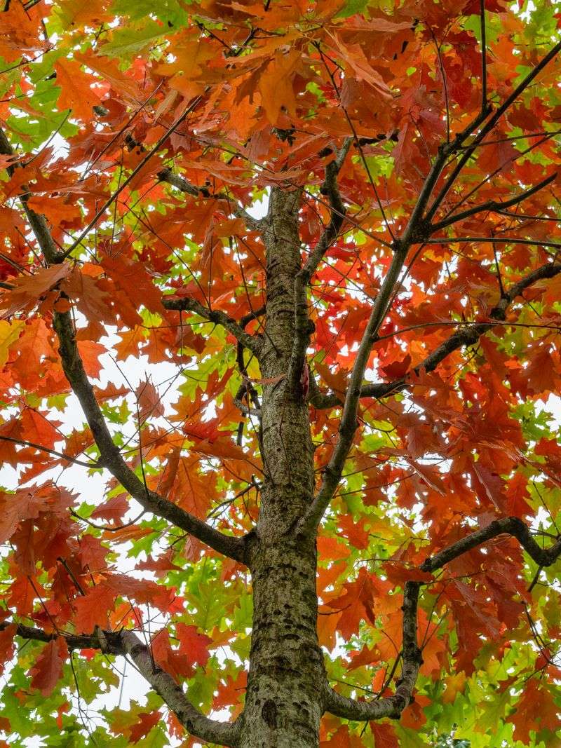 A Red Oak Changes Fast In Summer A Red Oak Changes Fast In Summer