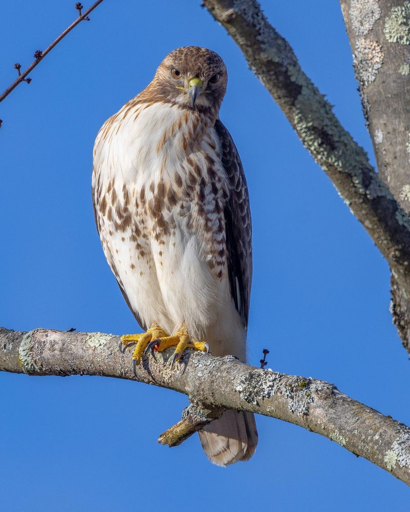 A Red-Tailed Hawk Visit Is A Sign Your Ecosystem Is Thriving