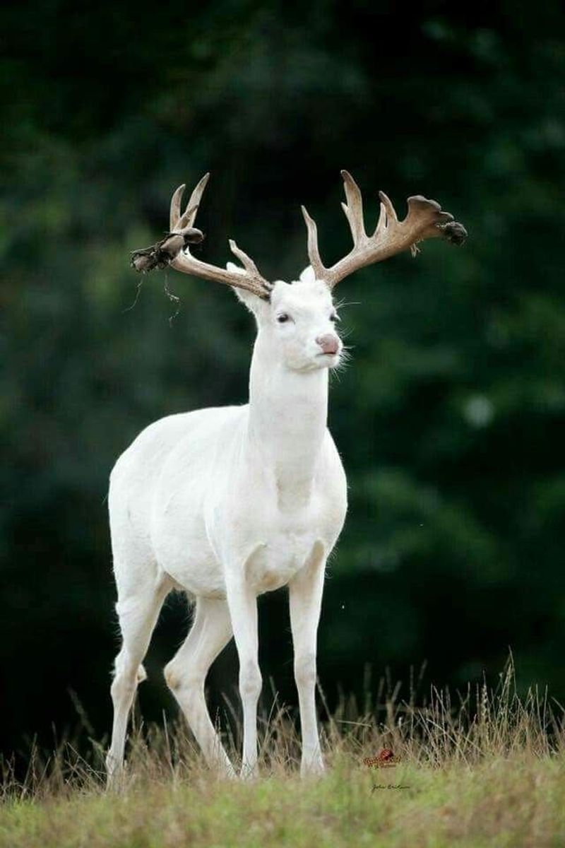 A Repeat Sighting May Mean Deer Use Your Yard As A Route