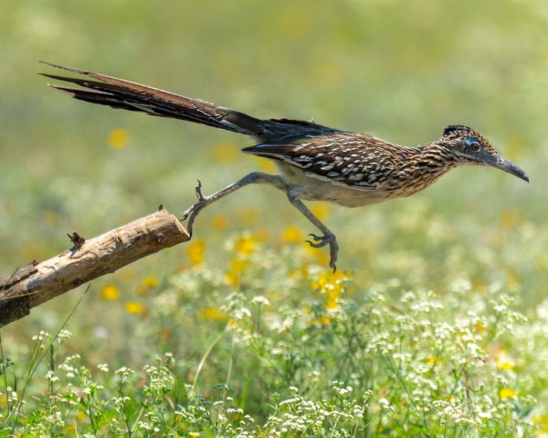 A Roadrunner Visit May Be Common In Parts Of Texas