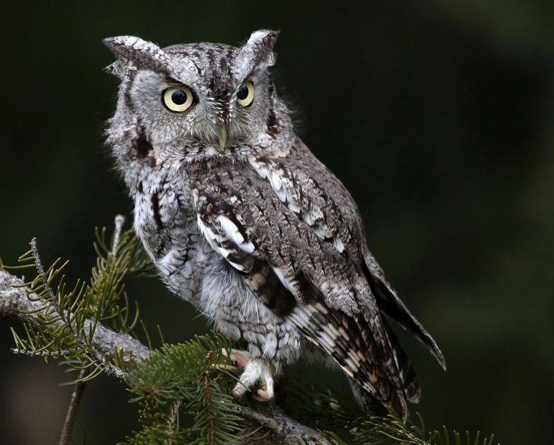 A Screech Owl Nearby Means Your Yard Has Nighttime Value A Screech Owl Nearby Means Your Yard Has Nighttime Value
