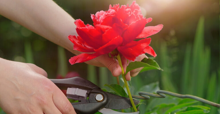 A Simple June Care Tip That Supports Bigger Peony Blooms In Delaware