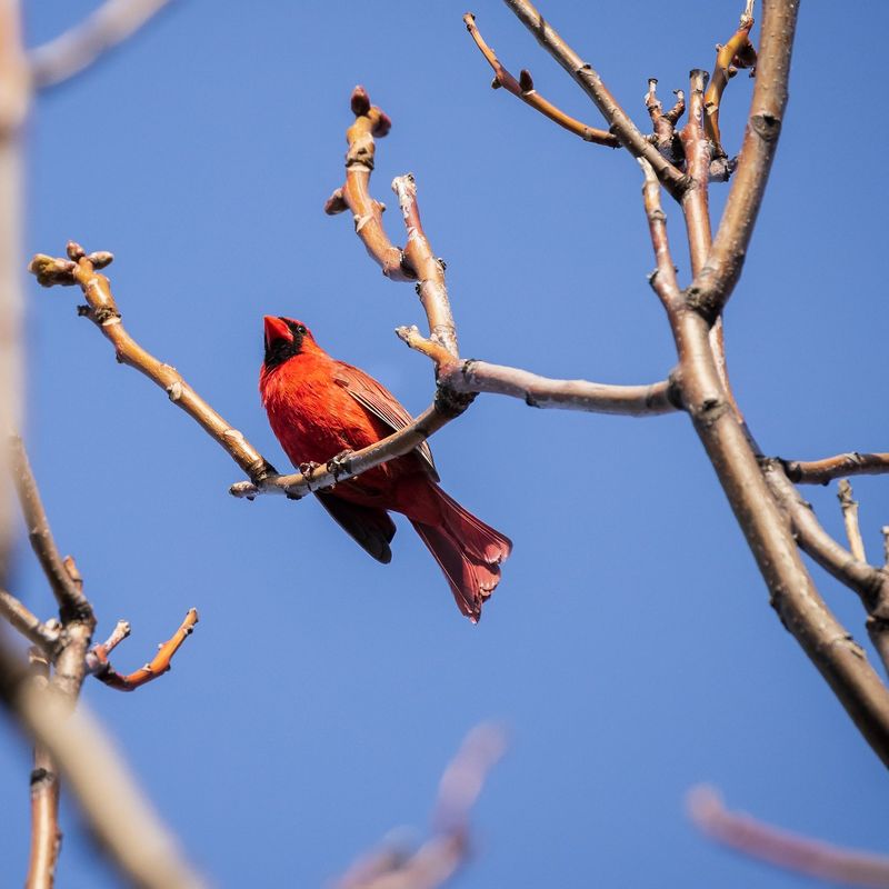 A Singing Cardinal May Be Marking Territory