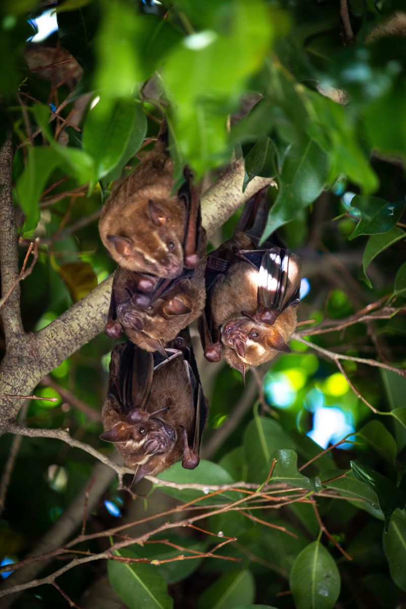 A Single Bat Sighting Often Points To A Roost Somewhere Nearby