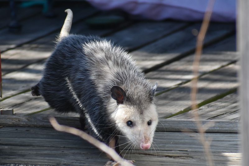 A Single Opossum Removes An Astonishing Number Of Ticks Each Season