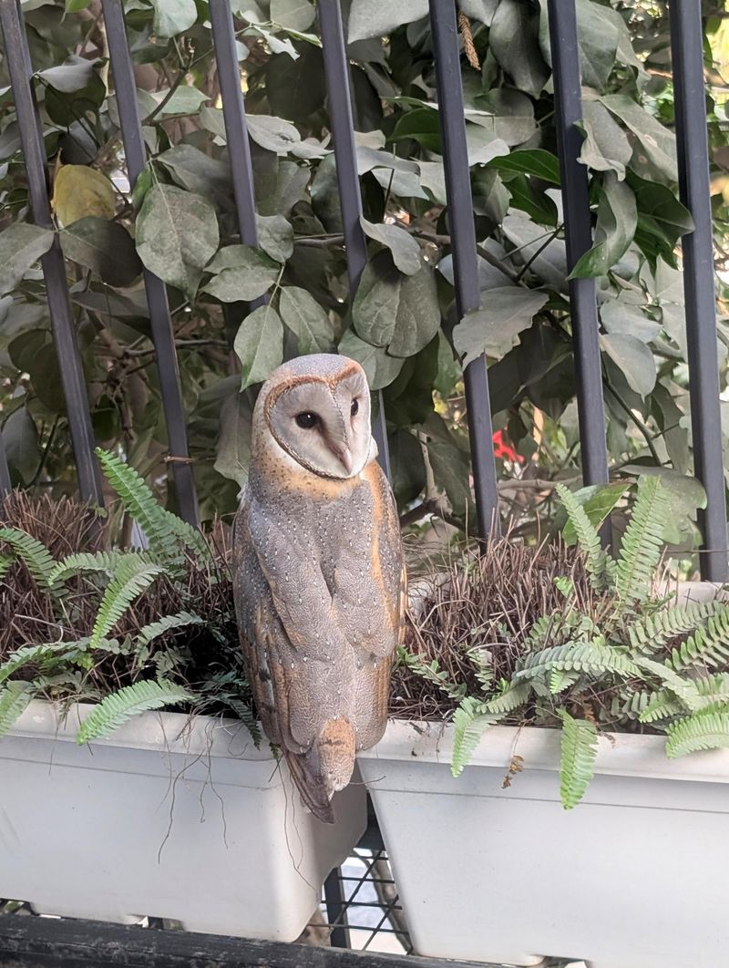 A Single Owl Family Can Eat Thousands Of Rodents