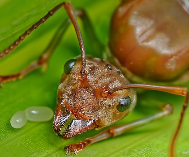 A Single Queen Can Launch An Entire New Colony