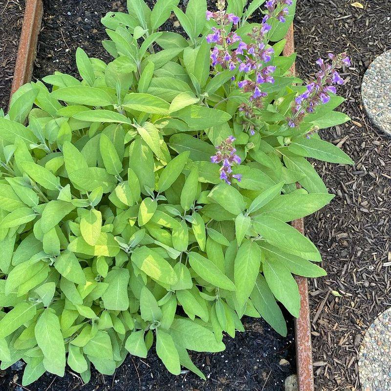 A Single Sage Plant Can Make A Noticeable Difference In Your Vegetable Bed A Single Sage Plant Can Make A Noticeable Difference In Your Vegetable Bed