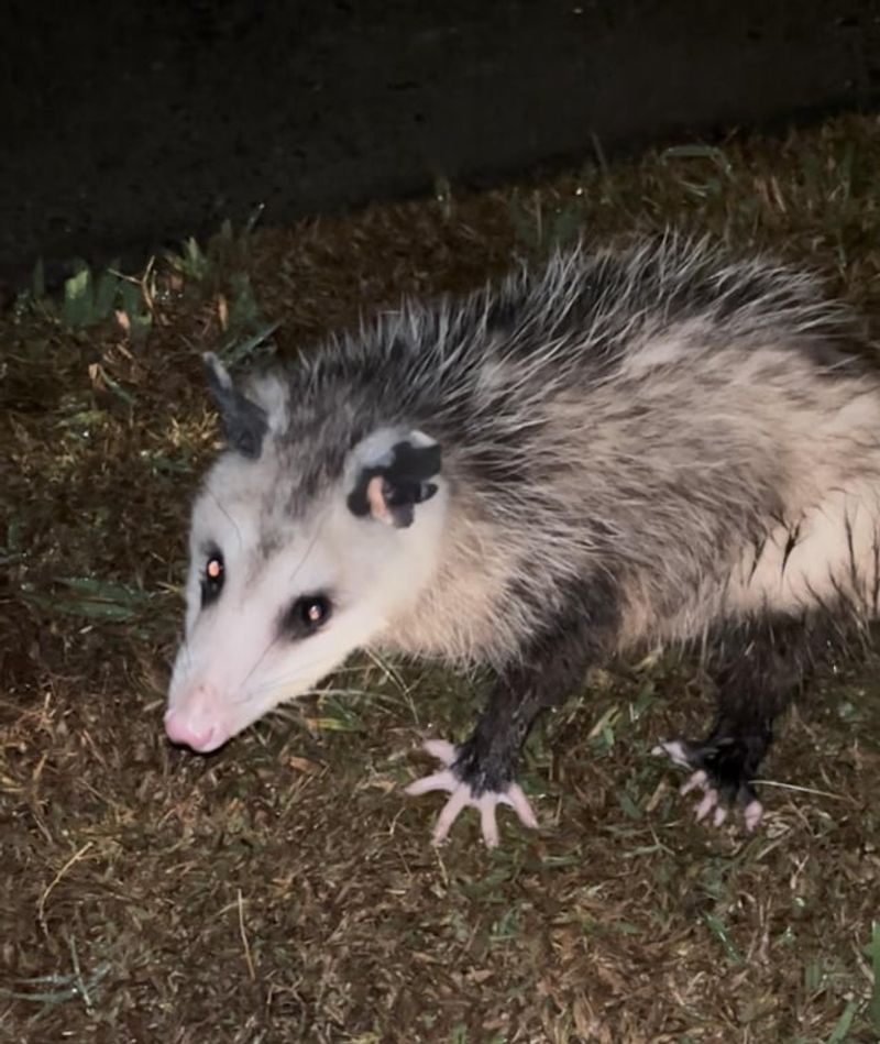 A Slow-Moving Animal After Dark