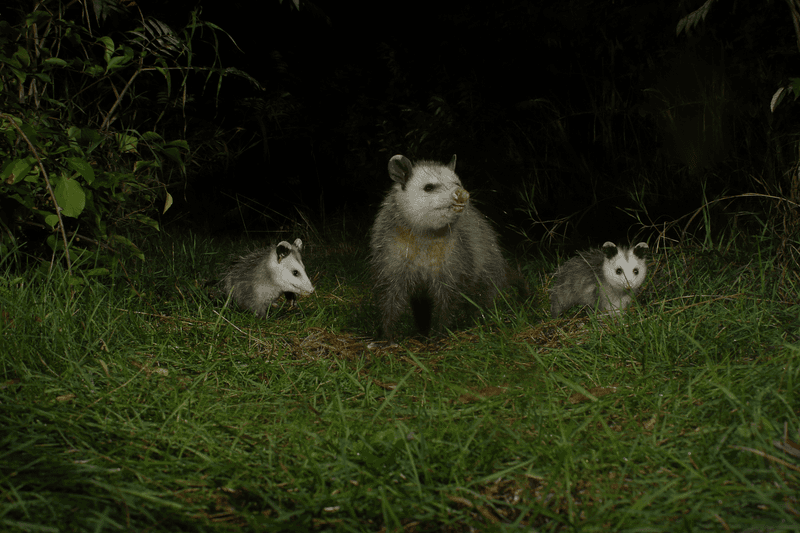 A Slow Walk Through The Yard Is Usually Normal