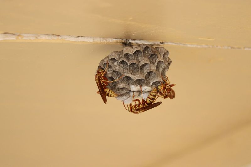 A Small Early Nest Is Easier To Address Safely