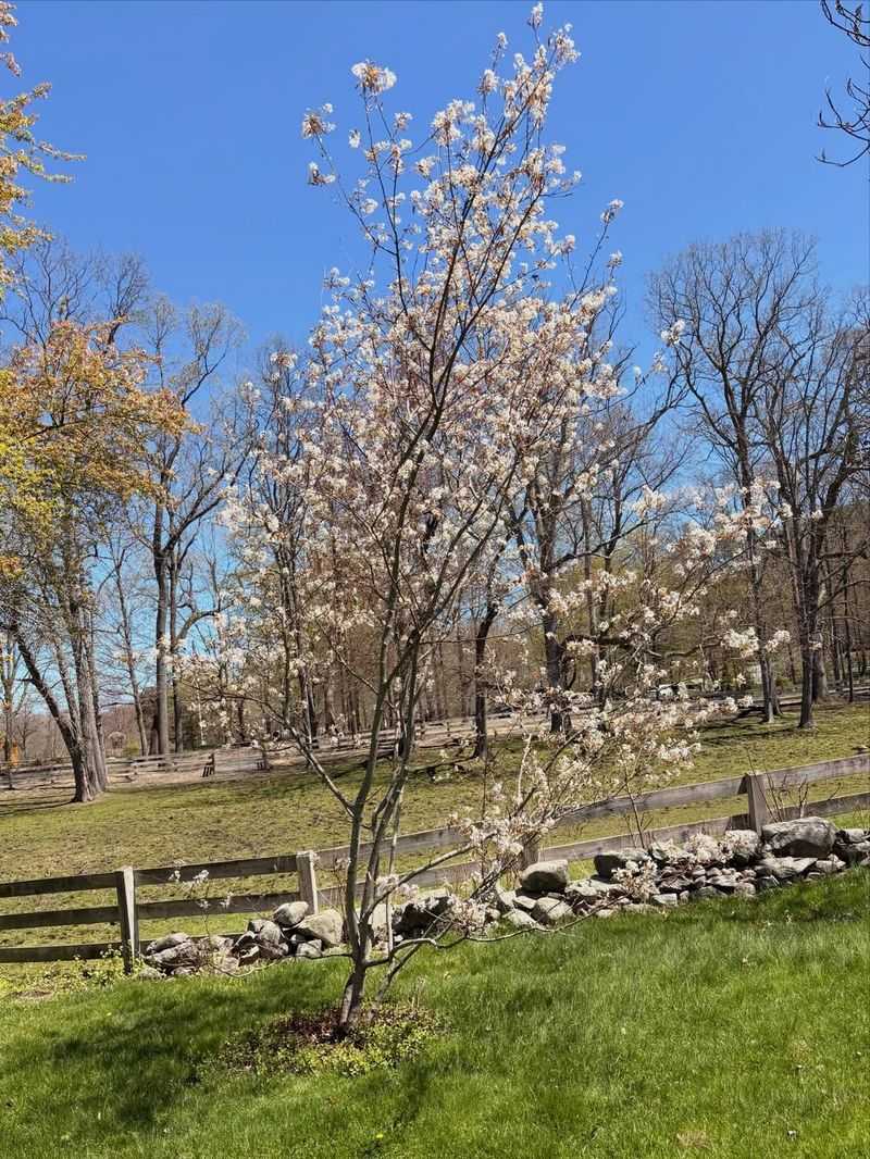 A Small Tree Form Looks More Graceful