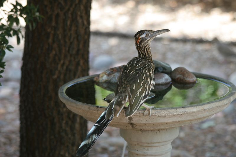 A Small Water Source Can Make A Big Difference