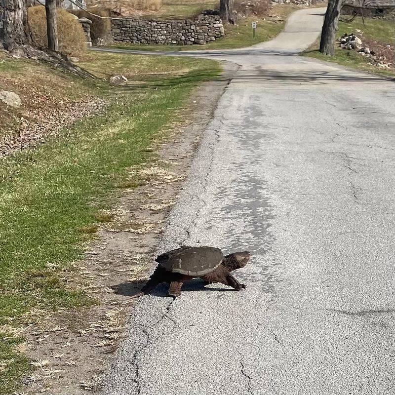 A Snapping Turtle Means Water Is Closer Than You Think A Snapping Turtle Means Water Is Closer Than You Think