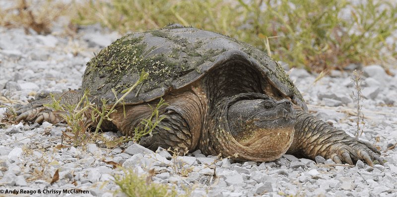 A Snapping Turtle Visit Calls For Space Not Handling A Snapping Turtle Visit Calls For Space Not Handling