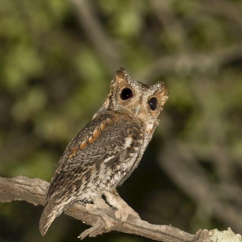 A Soft Call May Signal A Nearby Owl A Soft Call May Signal A Nearby Owl