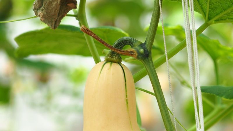 A Soft Or Hollow Stem Near The Crown A Soft Or Hollow Stem Near The Crown