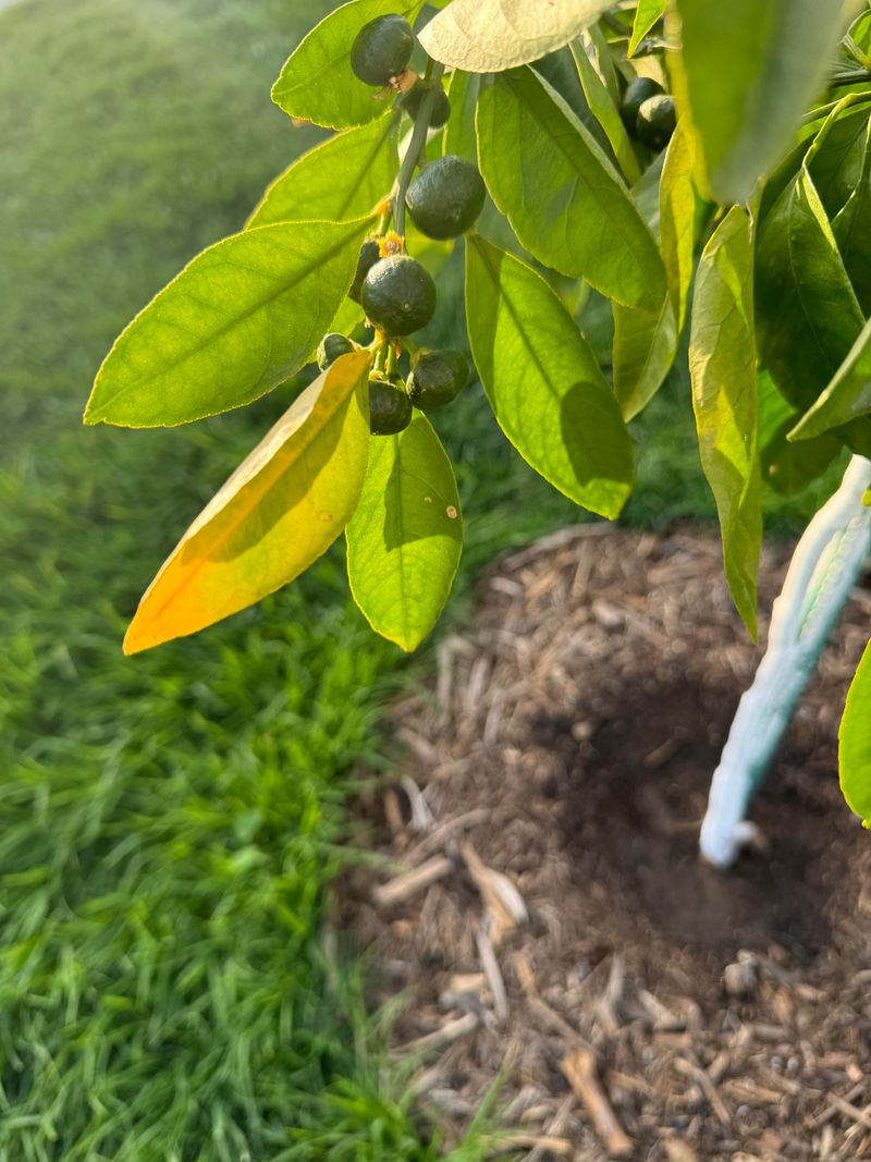 A Sour Or Rotten Soil Smell Points To Root Trouble