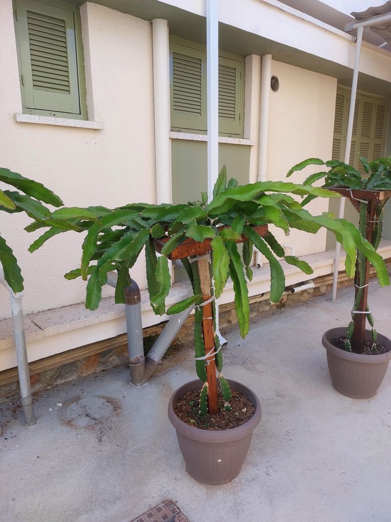 A Sturdy Post Saves The Most Backyard Space A Sturdy Post Saves The Most Backyard Space