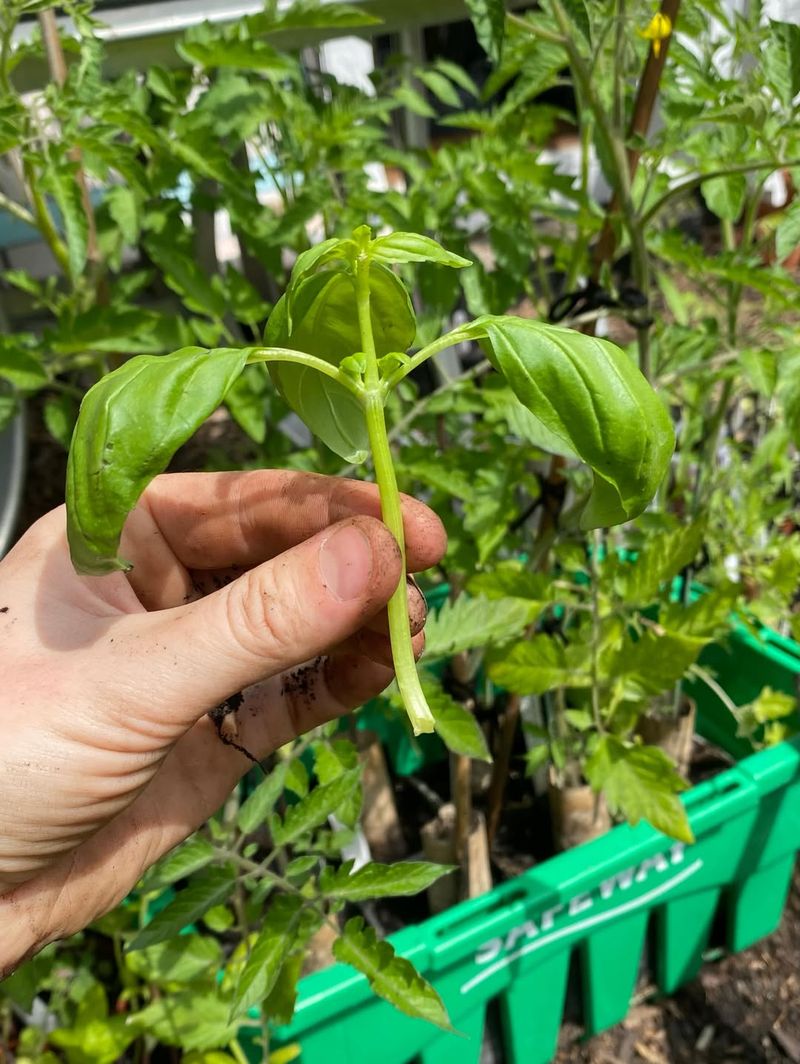 A Sunny Open Spot Gives Basil The Best Chance A Sunny Open Spot Gives Basil The Best Chance