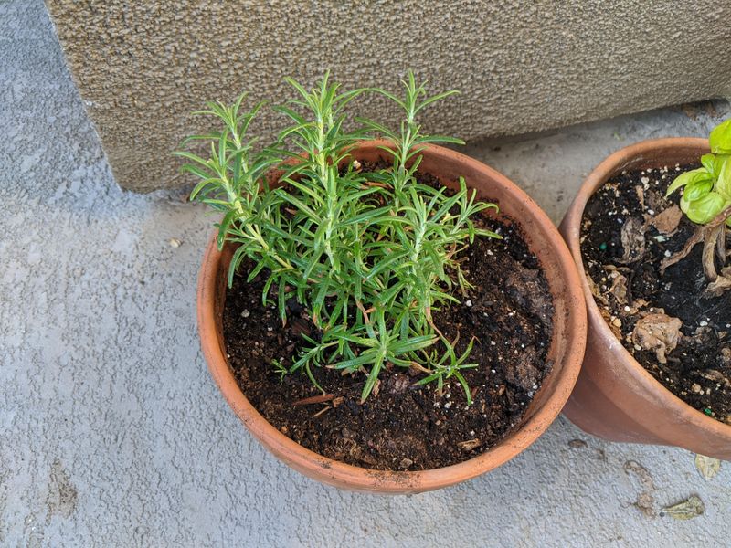 A Sunny Patio Spot Keeps The Plant Stronger A Sunny Patio Spot Keeps The Plant Stronger