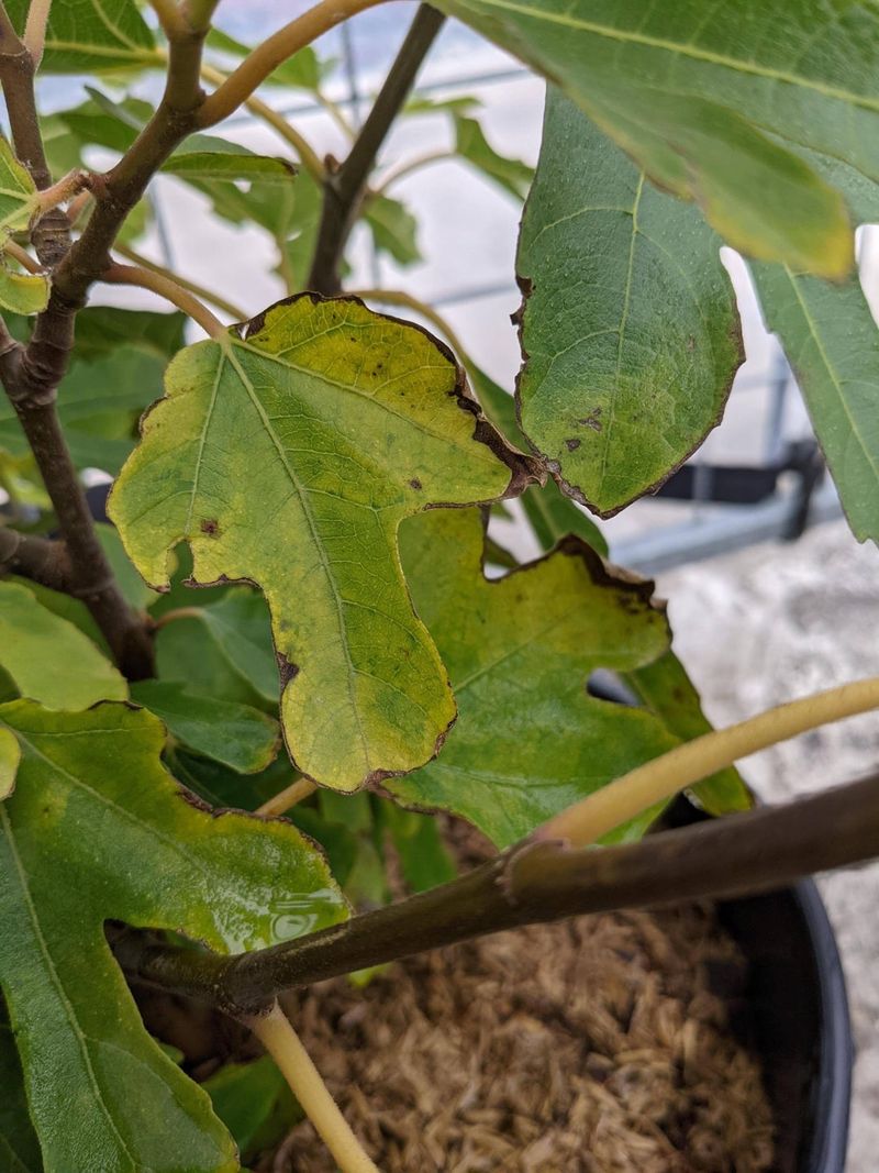 A Thick Canopy Can Shield Figs From Sunburn A Thick Canopy Can Shield Figs From Sunburn