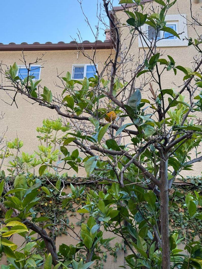 A Thinning Canopy Means Roots May Be Failing