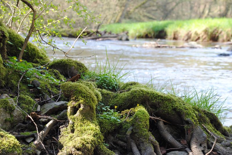 A Thriving Local Ecosystem Has Taken Root Around You A Thriving Local Ecosystem Has Taken Root Around You