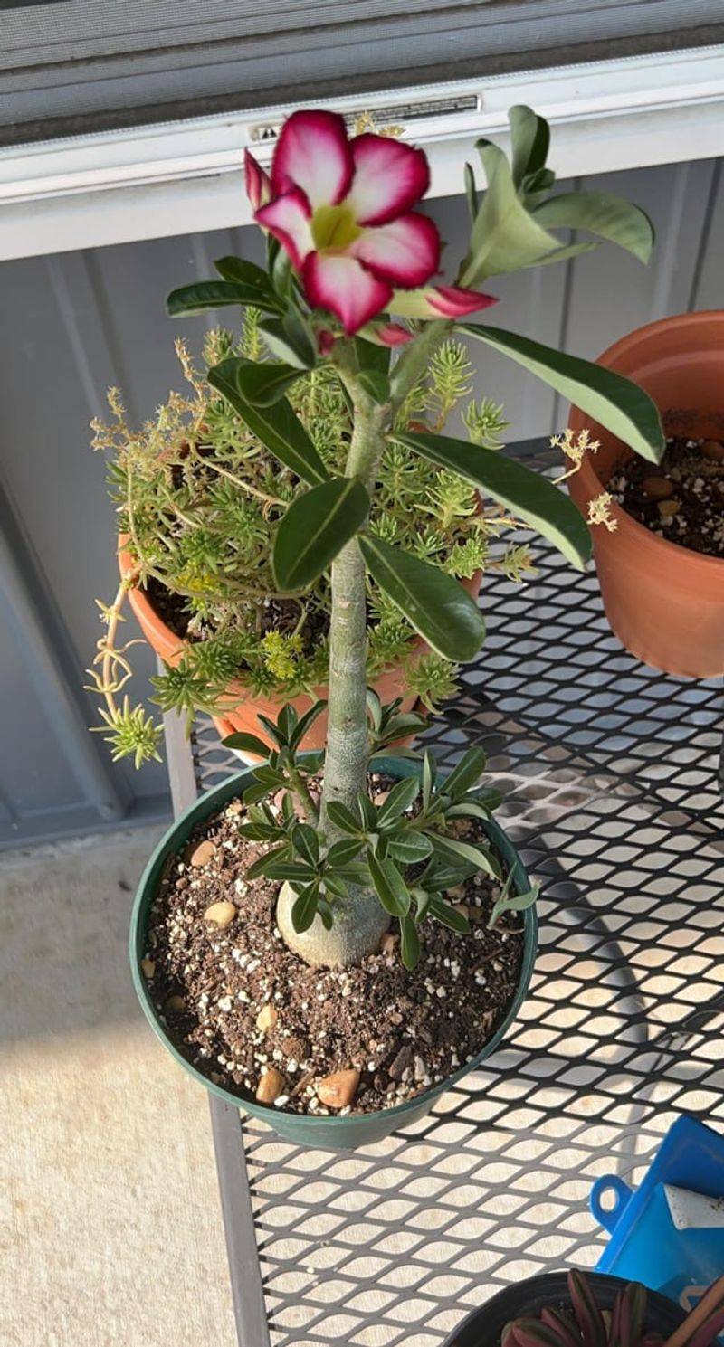 A Tight Pot May Be Helping More Than Hurting A Tight Pot May Be Helping More Than Hurting
