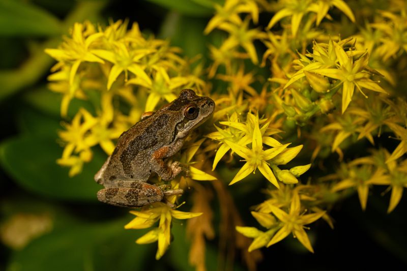 A Tree Frog Visit Is A Good Garden Sign