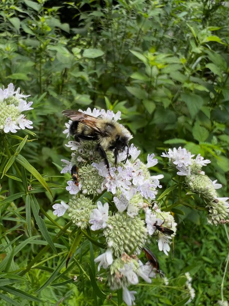 A True Michigan Native That Earns Its Place In Your Garden