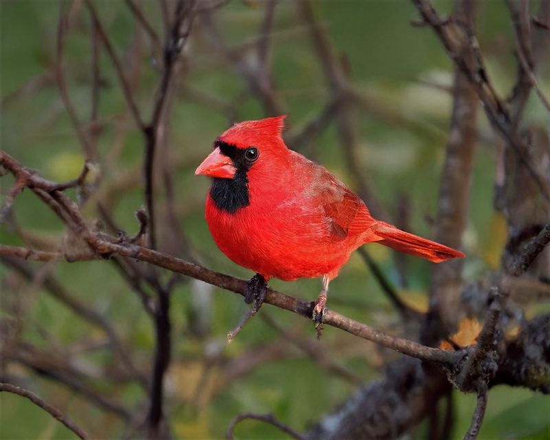A Vivid Red Coat Reflects A Well-Nourished Bird