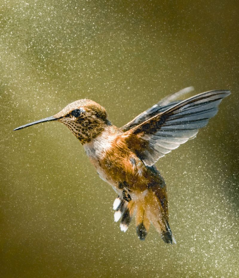 A Water Source Tells Hummingbirds Your Yard Is Complete