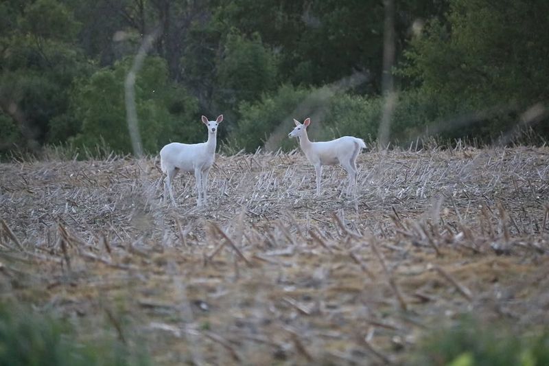 A White Deer Sighting Often Feels Rare For A Reason