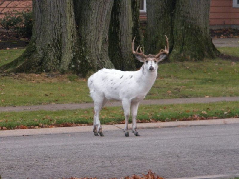 A White Deer Still Needs The Same Space As Any Wild Deer
