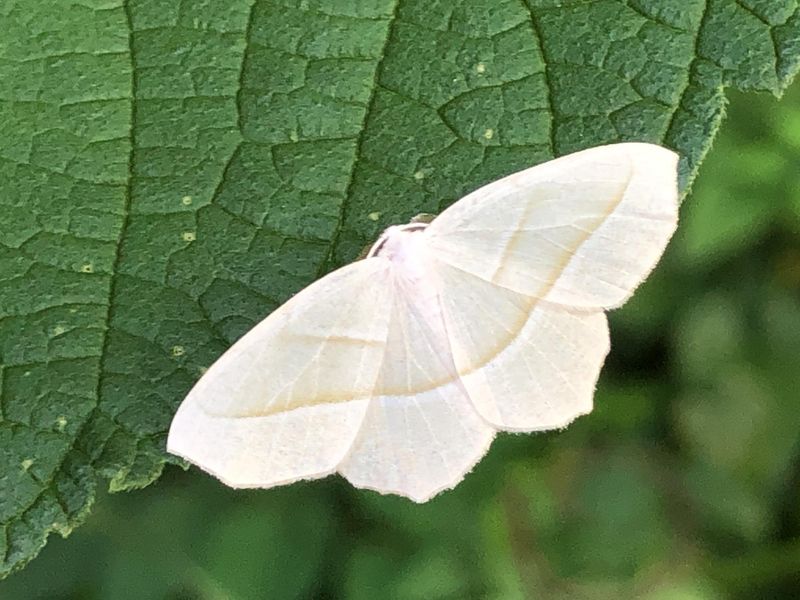 A White Moth Can Feel Like A Quiet Nighttime Message
