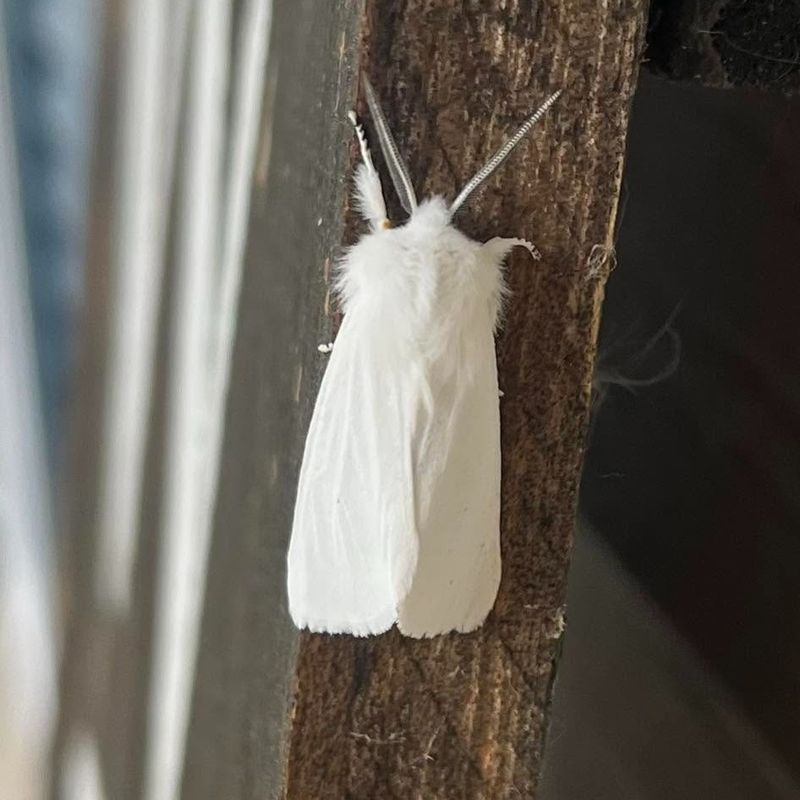 A White Moth May Be Resting Between Short Flights