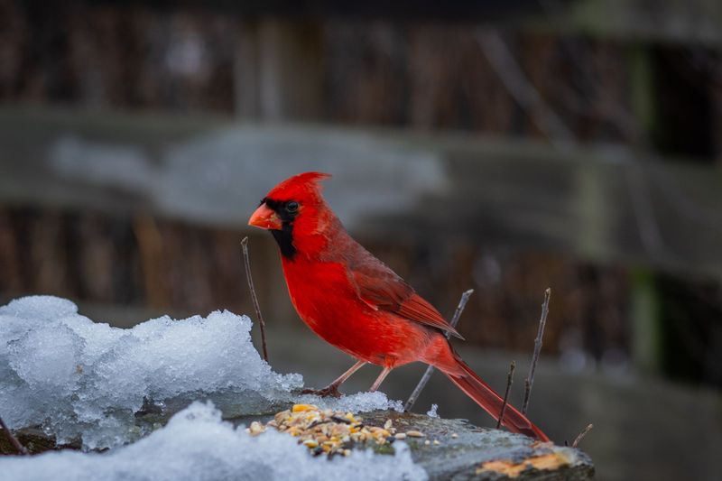 A Year-Round Presence