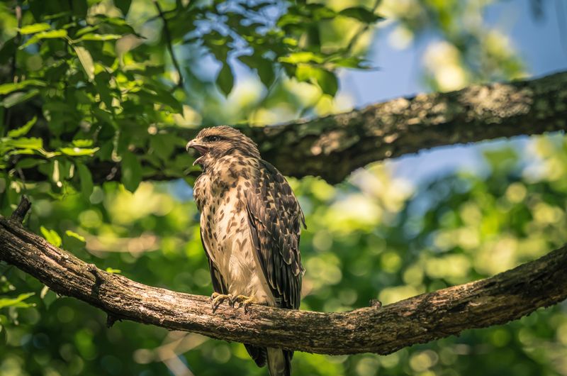 A Young Hawk May Be Establishing Its Permanent Range A Young Hawk May Be Establishing Its Permanent Range