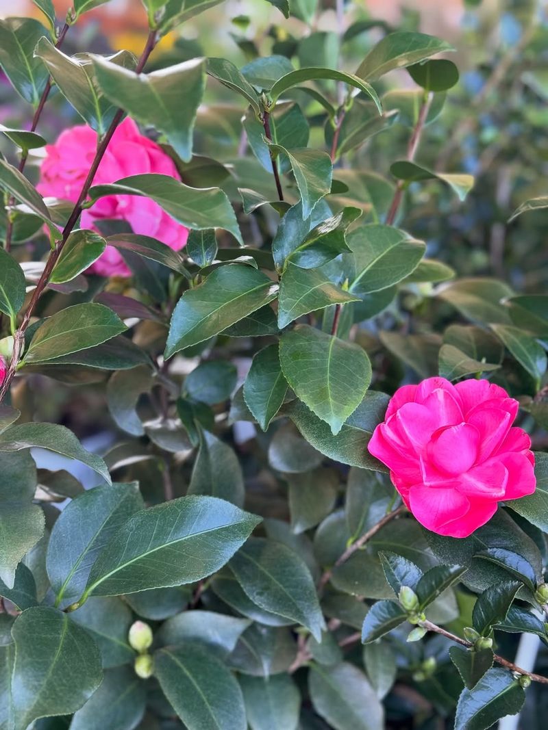 Acid-Loving Plants Are The Exception Acid-Loving Plants Are The Exception