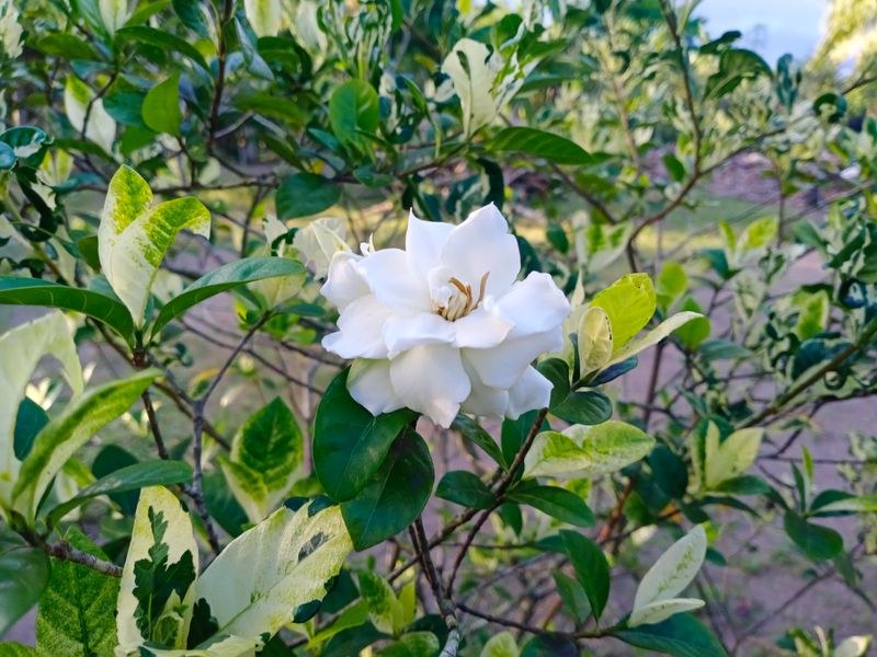 Acidic Soil Helps Gardenias Take Up Nutrients Acidic Soil Helps Gardenias Take Up Nutrients