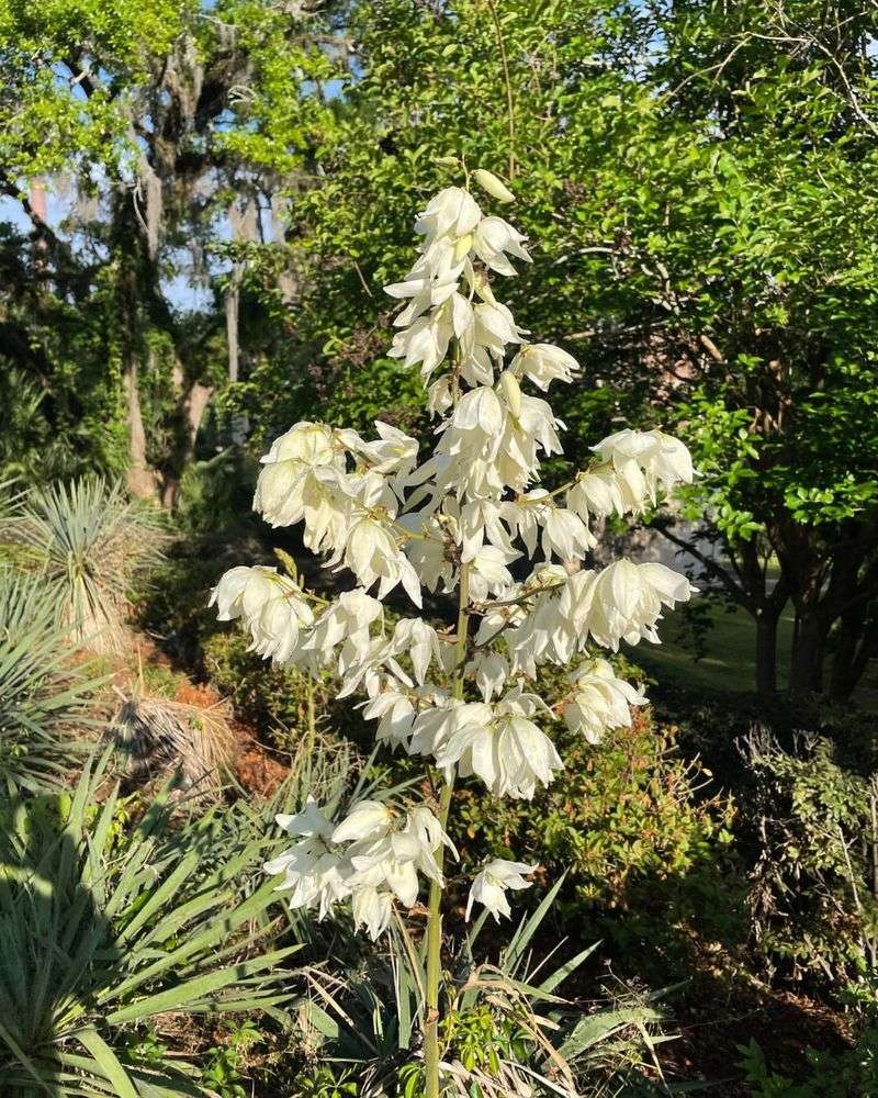 Adam's Needle Yucca