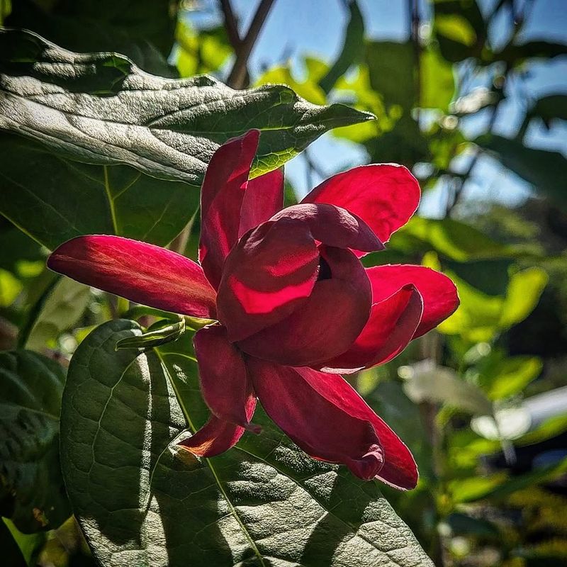 Adaptable To Sun And Shade