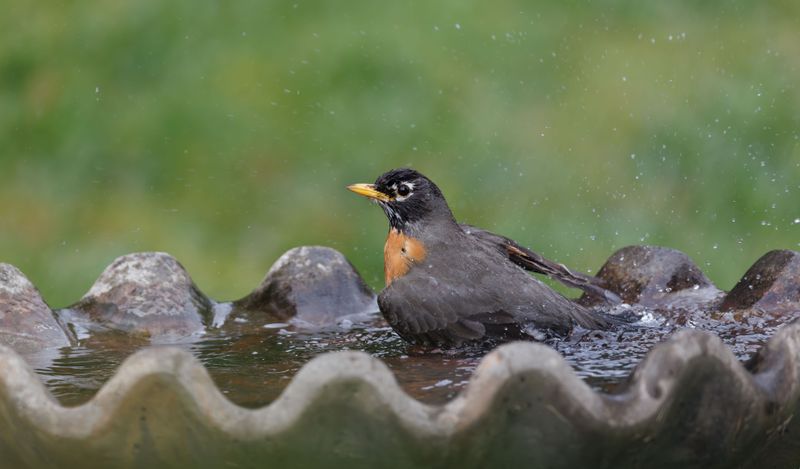 Add A Birdbath Or Water Feature
