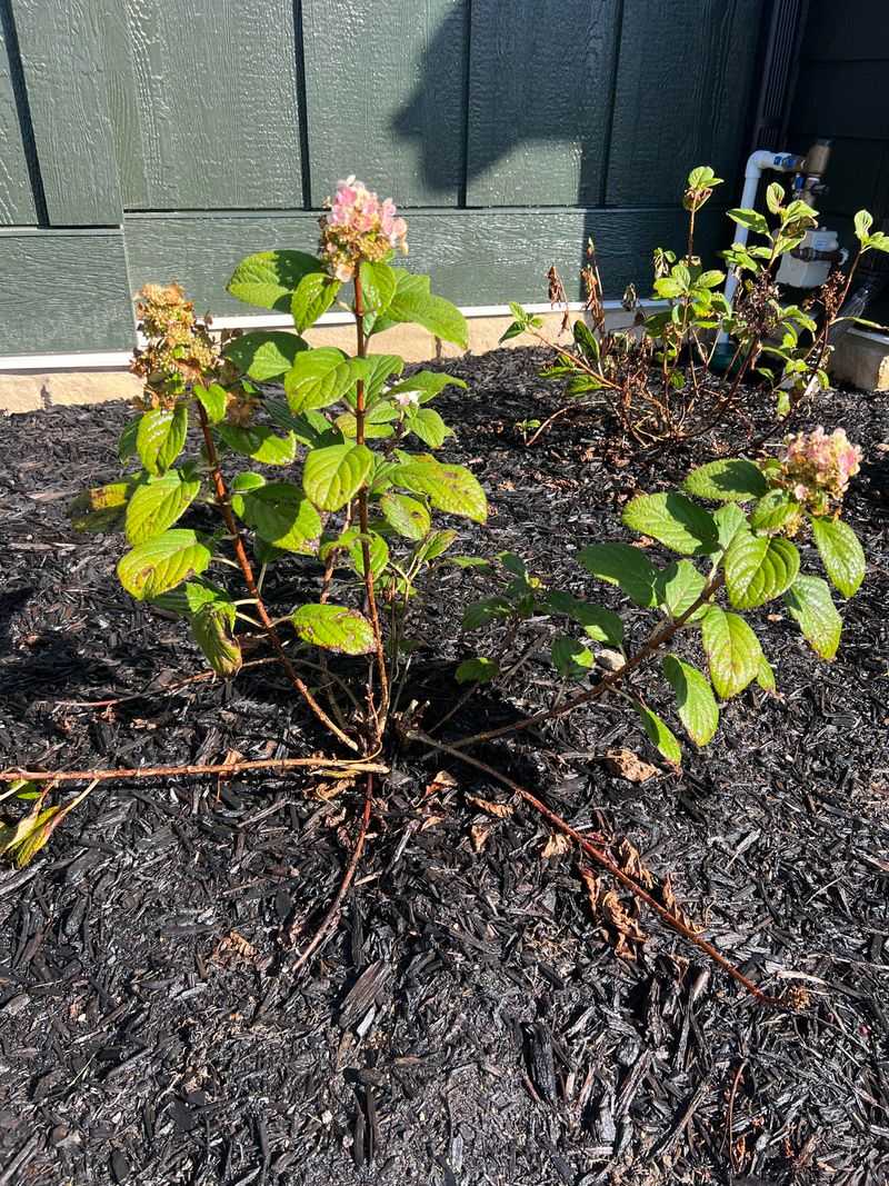Add A Fresh Layer Of Mulch Around The Base To Lock In Moisture Add A Fresh Layer Of Mulch Around The Base To Lock In Moisture