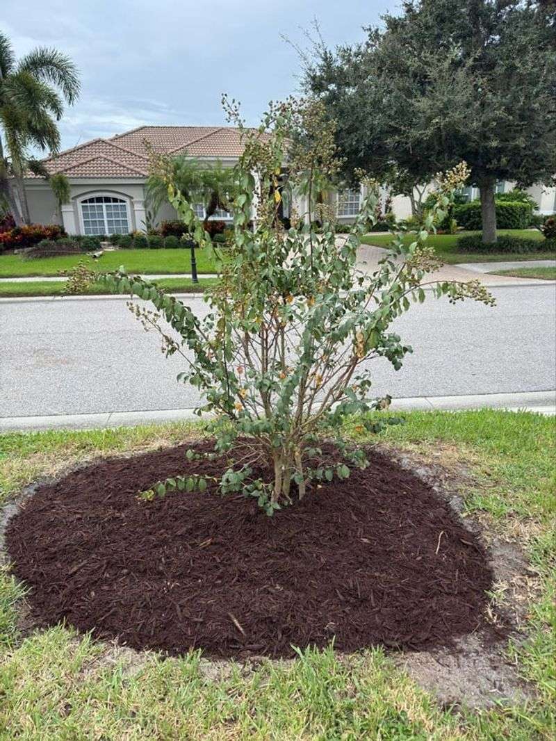 Add A Fresh Layer Of Mulch Around The Base Add A Fresh Layer Of Mulch Around The Base