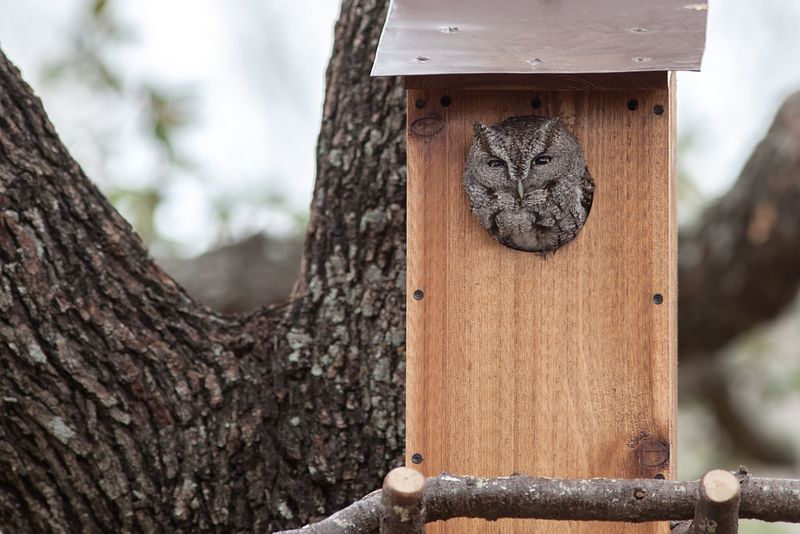 Add A Nest Box Only For The Right Owl Species
