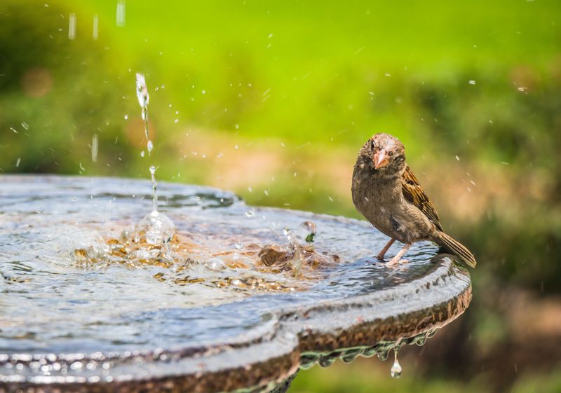Add A Shallow Birdbath With Moving Water