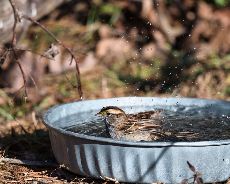 Add A Water Feature Birds Can Actually Use